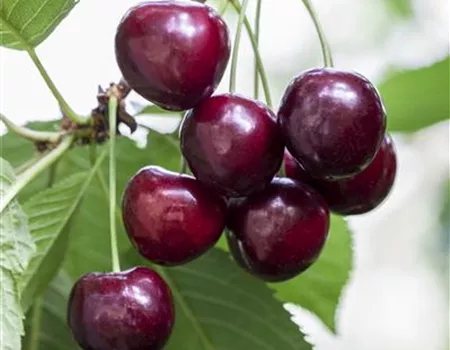Prunus av. 'Große Schwarze Knorpelk.'