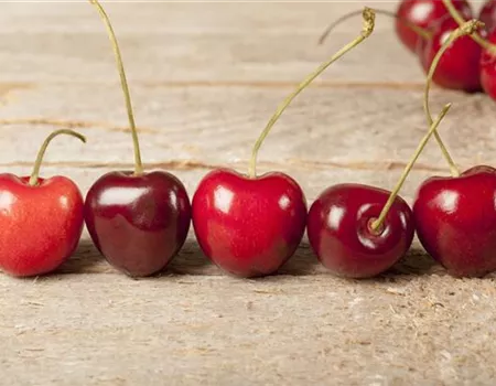 Prunus av. 'Kassins Frühe Herzkirsche'