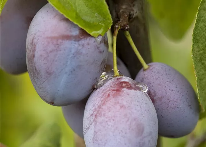 Prunus dom. 'Jojo' -R-