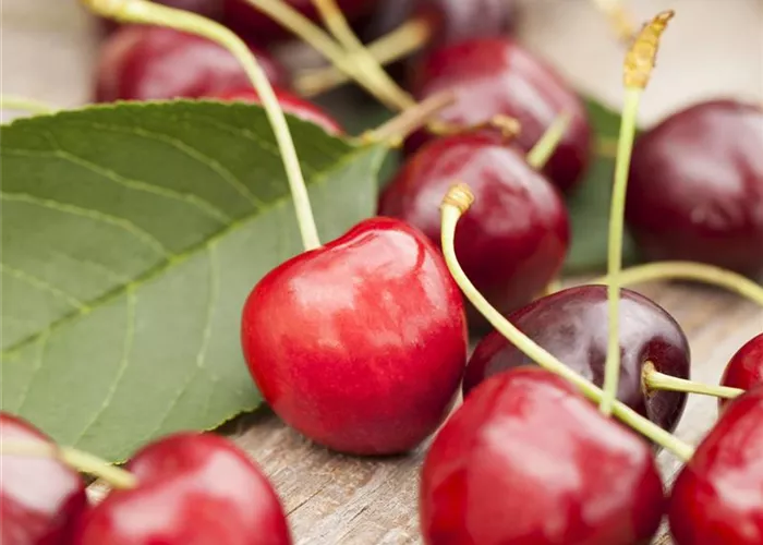 Prunus cer. 'Karneol' -S-