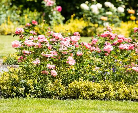 Bezaubernde Gartengestaltung mit Beetrosen entdecken