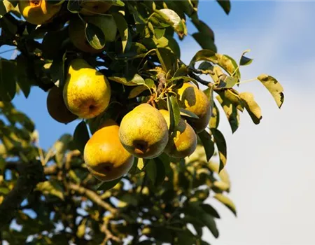 Pyrus com. 'Gellerts Butterbirne'