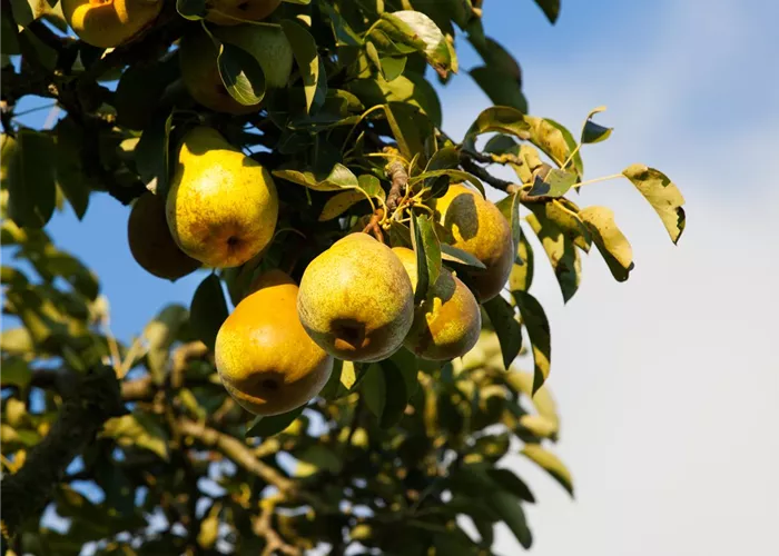 Pyrus com. 'Gellerts Butterbirne'