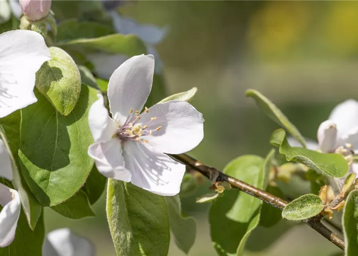 Cydonia 'Portugiesische'