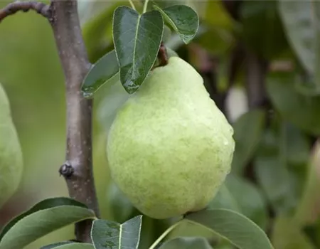 Pyrus com. 'Williams Christbirne'