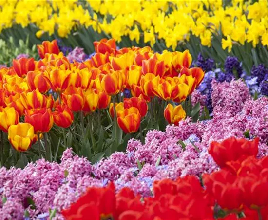 Blumenzwiebeln als Highlight bei der Gartengestaltung