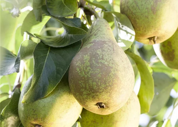 Pyrus com. 'Conferencebirne'