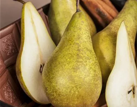 Pyrus com. 'Gute Luise v. Avranches'