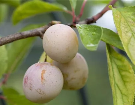 Prunus syr. 'Von Nancy'