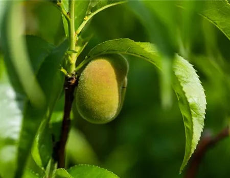 Prunus persica 'Tellerpfirsich'
