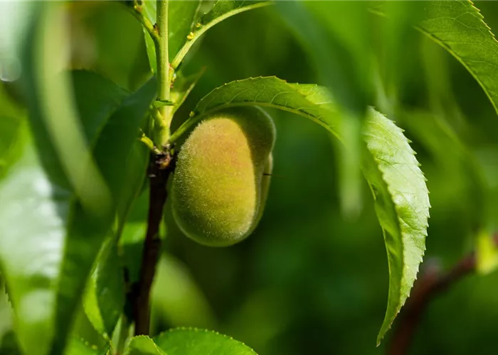 Prunus persica 'Tellerpfirsich'