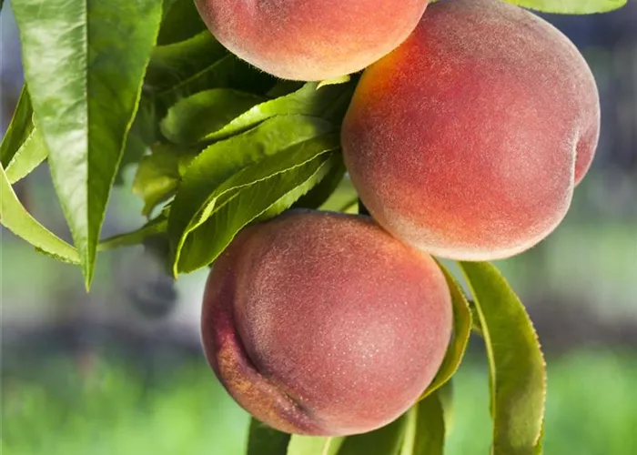 Prunus persica 'Kernech.v.Vorgeb.'