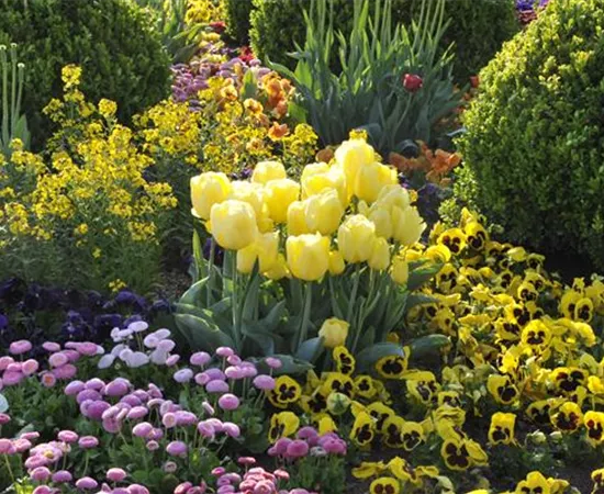 Zwiebel- und Knollenpflanzen pflegen leicht gemacht