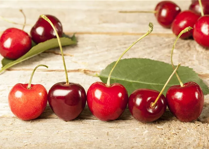 Prunus cer. 'Morina' -S-