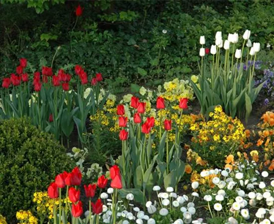 Blumenzwiebeln kaufen und Garten und Co. bunt gestalten