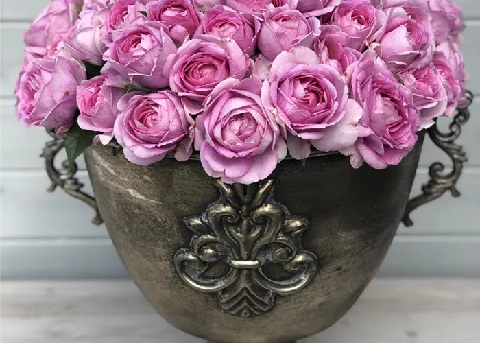 Rosa 'Königin Marie' -R- TH