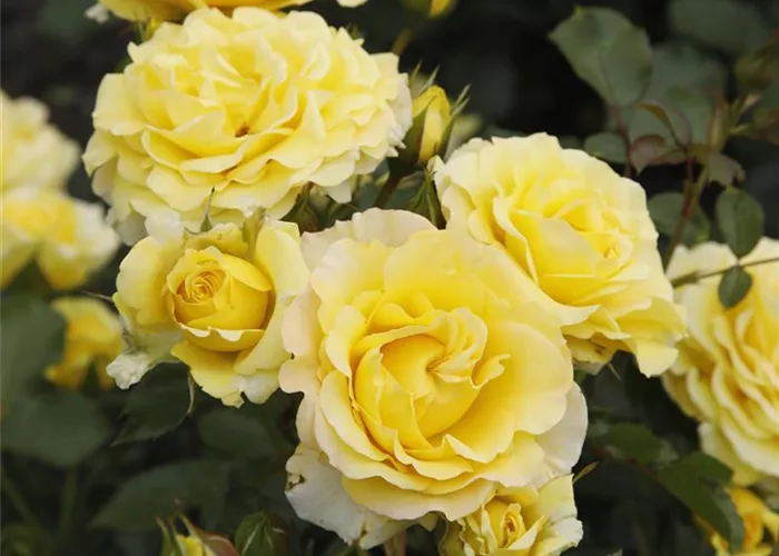 Rosa 'Sunmaid' -R- BT