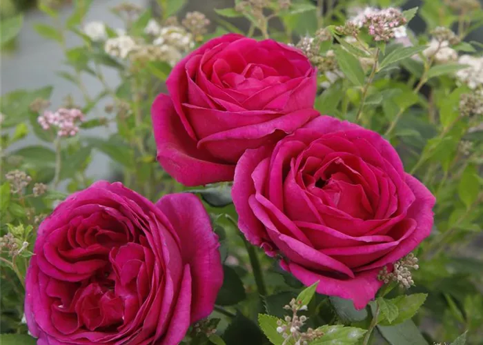 Rosa 'Für Elise' -R- BT