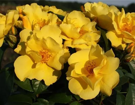 Rosa 'Lemon Fizz' -R- BT