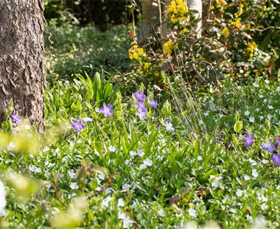 Bodendeckende Stauden für eine flächige Begrünung