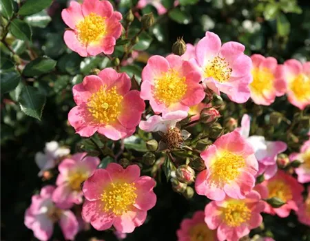 Rosa 'Topolina' BDR