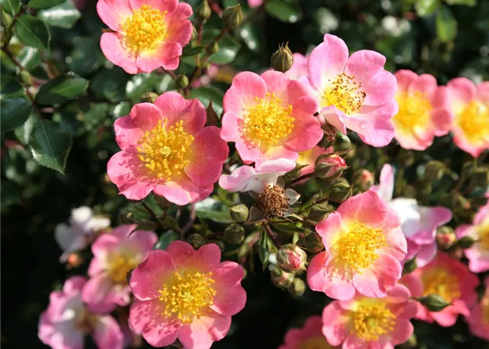 Rosa 'Topolina' BDR