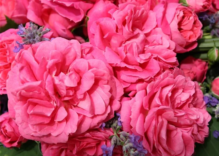 Rosa 'Moin Moin' -R- BT