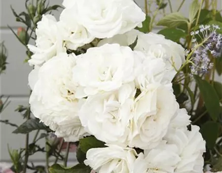 Rosa 'Baby Schneewittchen' BT