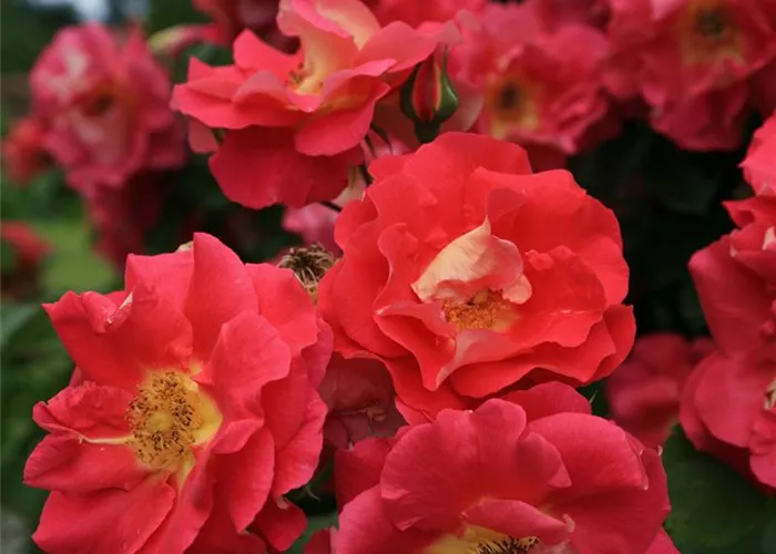 Rosa 'Bajazzo' -R- KL