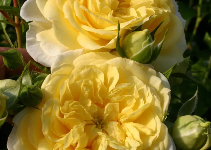 Rosa 'Solero' -R- BT