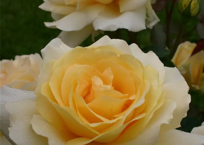 Rosa 'Winter Sun' -R- TH