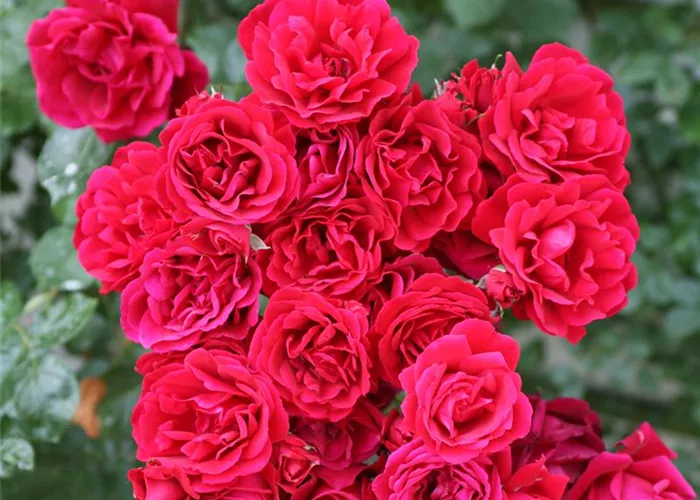 Rosa 'Sympathie' KL V