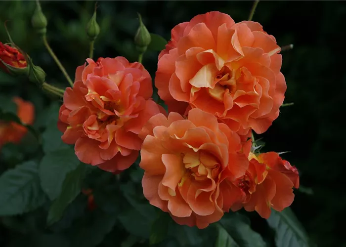 Rosa 'Westerland' -R- STR III