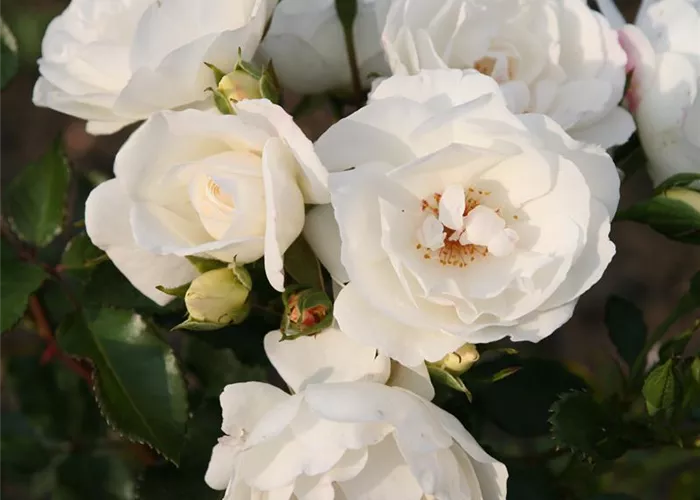 Rosa 'Weiße Wolke' -R- STR III