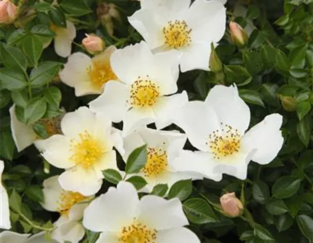 Rosa 'Sonnenröschen' -R- Z III