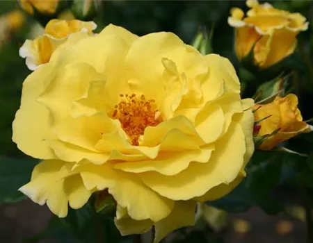 Rosa 'Lichtkönigin Lucia' -R- STR III
