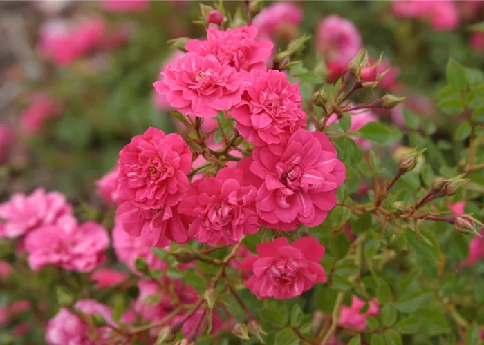 Rosa 'Knirps' -R- BDR III