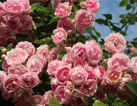 Rosa 'Jasmina' -R- KL VI