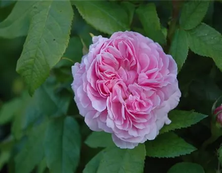 Rosa 'Jacques Cartier' STR IV
