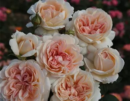 Rosa 'Großherzogin Luise' -R- TH