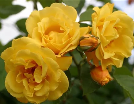 Rosa 'Golden Gate' -R- KL VI