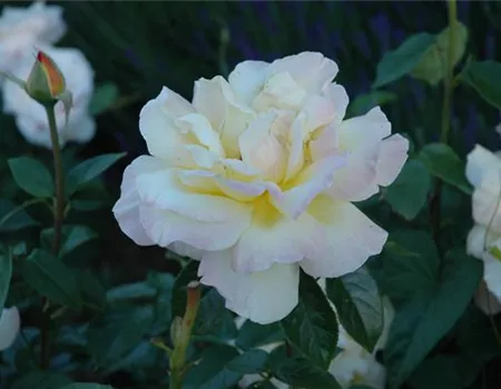 Rosa 'Gloria Dei/Peace' TH I