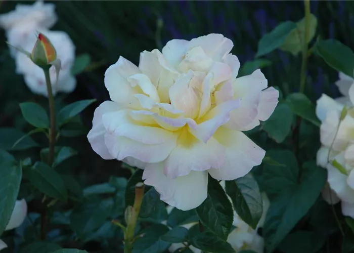 Rosa 'Gloria Dei/Peace' TH I