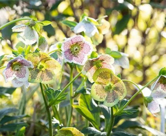 Christrosen pflanzen und für elegante Blüten sorgen