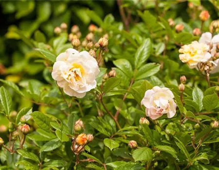 Rosa 'Ghislaine de Feligonde' STR III