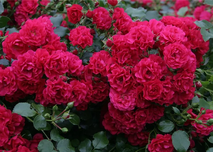 Rosa 'Gärtnerfreude' -R- BDR III