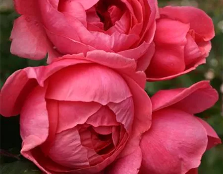 Rosa 'Gartenprinzessin Marie-Jose' -R- BT