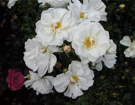 Rosa 'Diamant' -R- BDR III