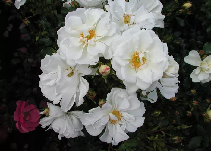 Rosa 'Diamant' -R- BDR III