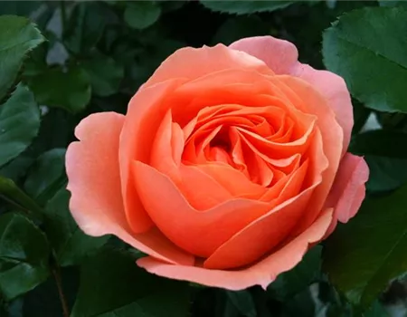 Rosa 'Coral Lions-Rose' -R- BT